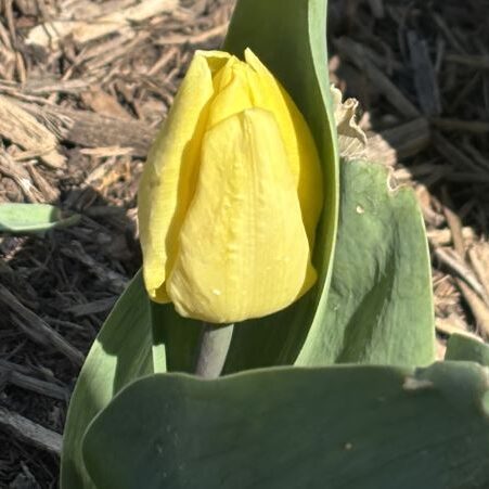 Tulipa 'Sunny Prince'