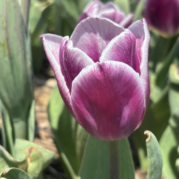 Tulipa (Triumph Group) 'Synaeda Blue'