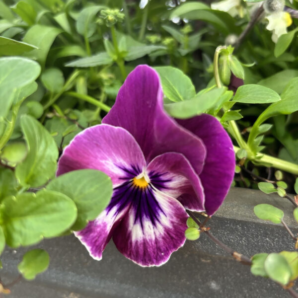 Viola × wittrockiana 'PAS1314679' Cool Wave® Raspberry Swirl