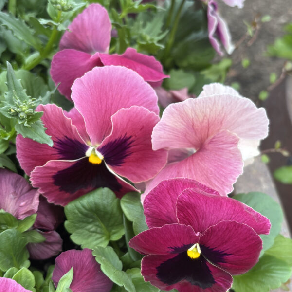 Viola × wittrockiana (unknown cultivar) Delta™ Pro Rose with Blotch