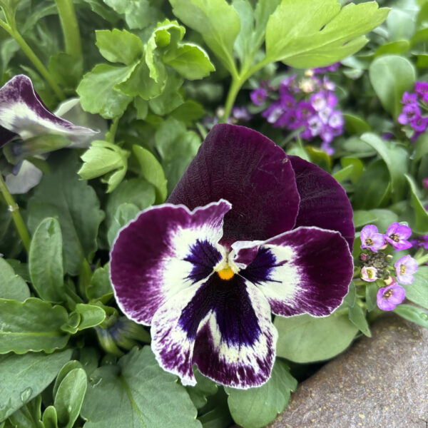Viola × wittrockiana (unknown cultivar) Freefall™ XL Victori