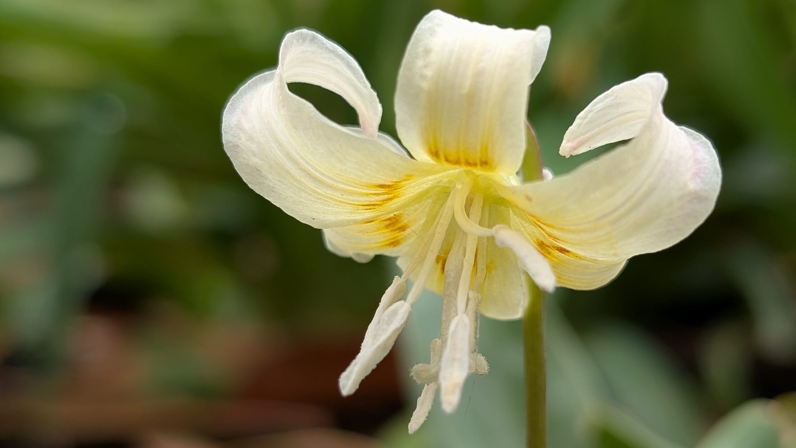 trout lily