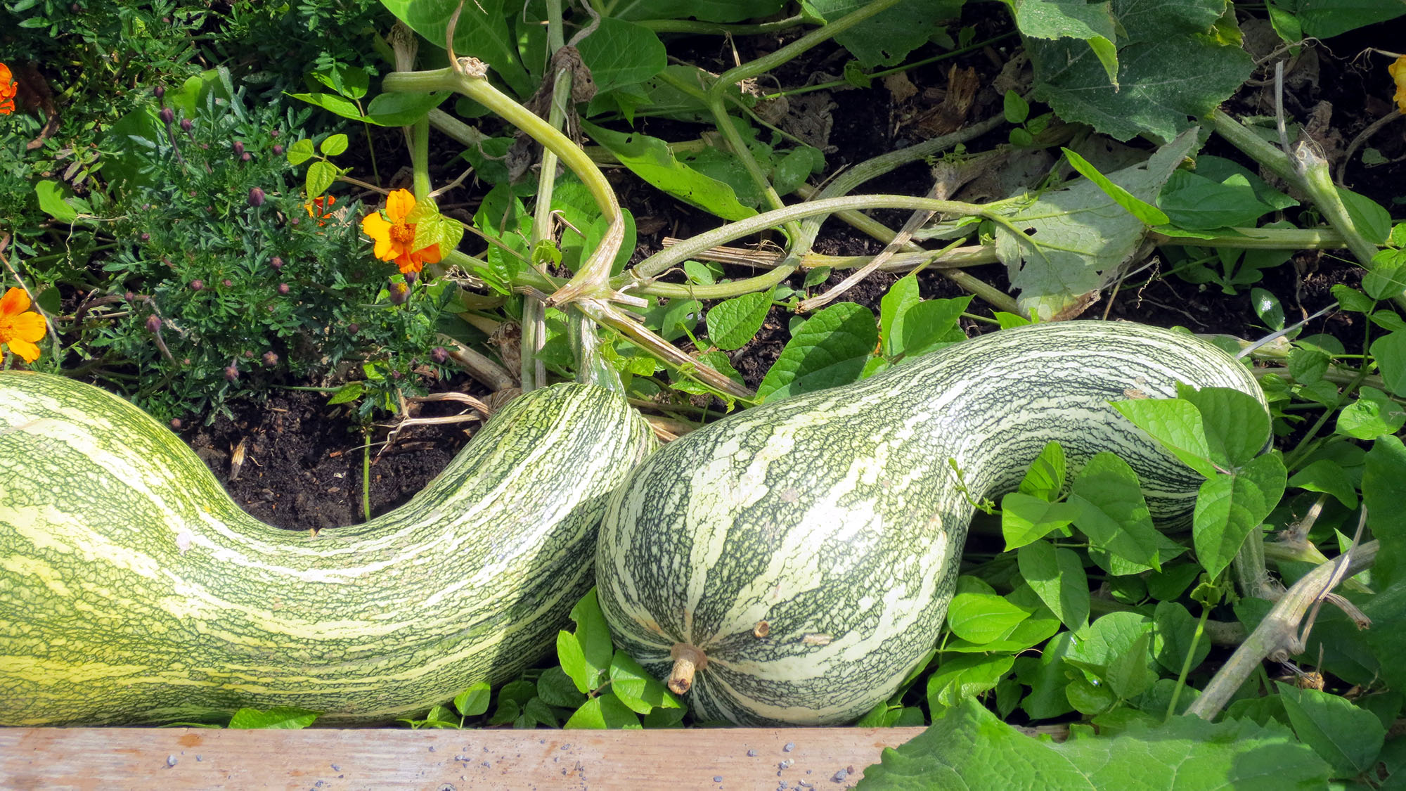 Two green and white cushaw squash on the vine