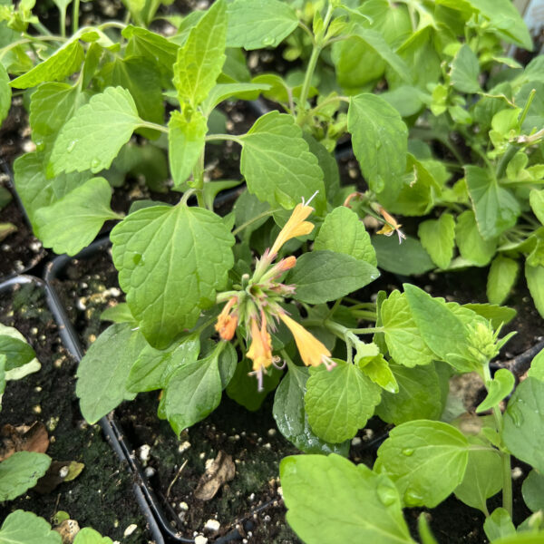 Agastache rupestris(unknown cultivar) Honeysticks Embers