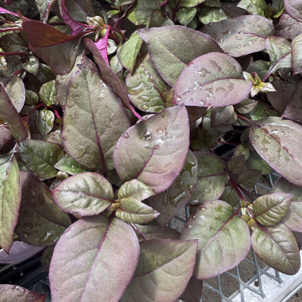 Alternanthera 'Plum Dandy'
