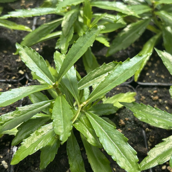 Angelonia'Balang15434'Angelface® Perfectly Pink