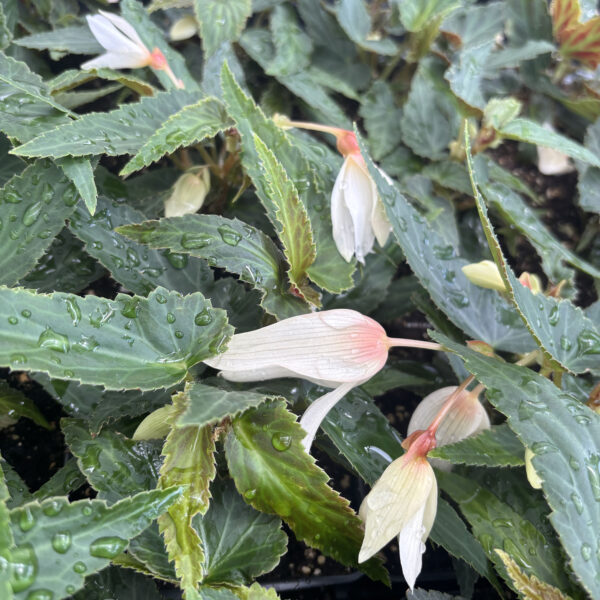 Begonia boliviensis(unknown cultivar) Bossa Nova