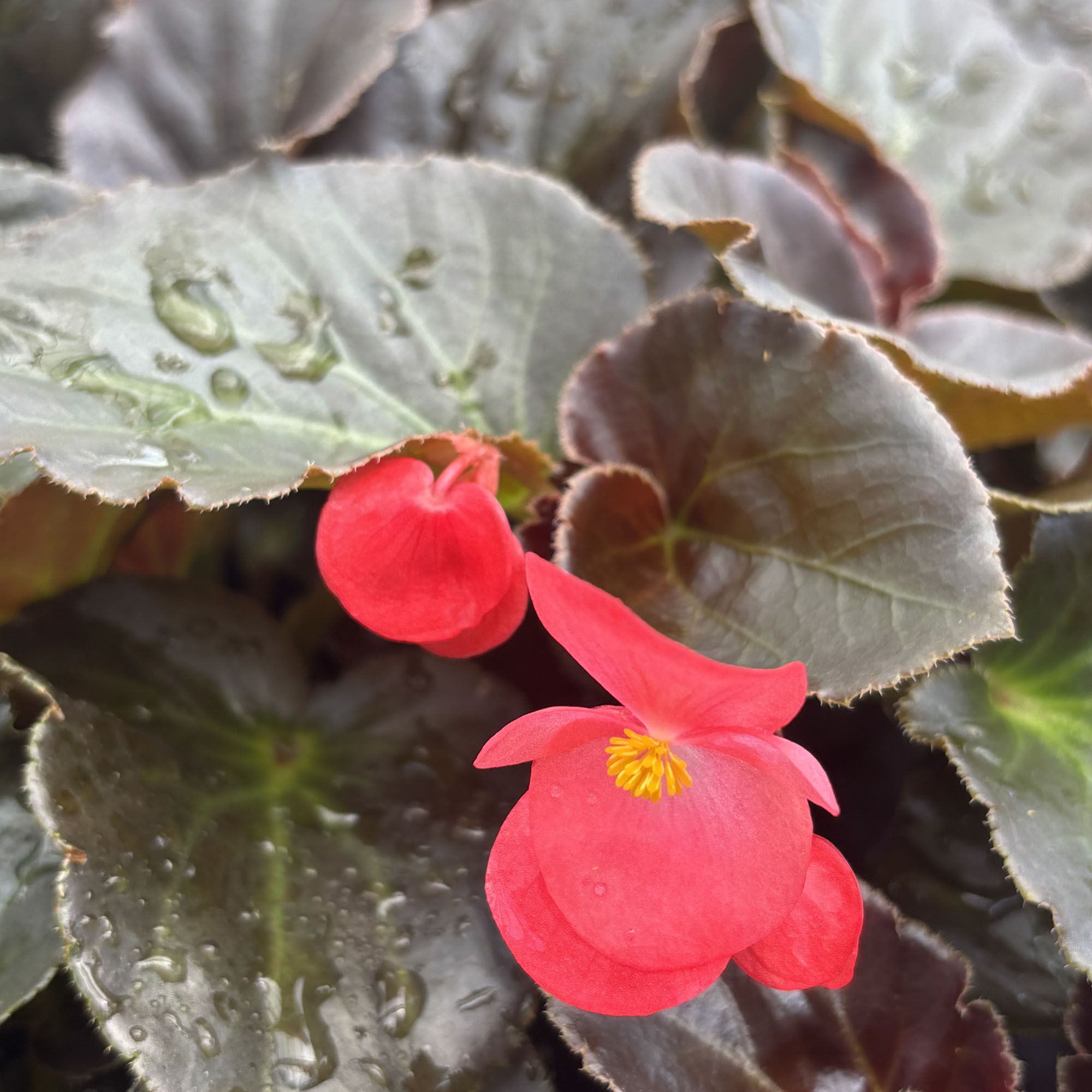 Begonia × benariensis Surefire® Cherry Cordial™