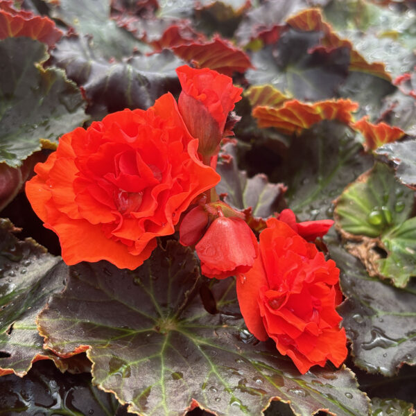 Begonia× hiemalis Solenia® Chocolate Orange