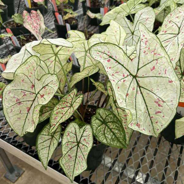 Caladium 'Cranberry Star'
