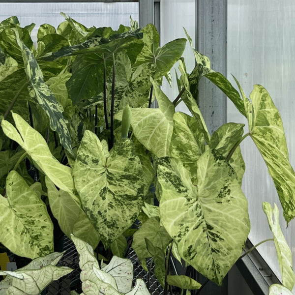Caladium 'Frog in a Blender'