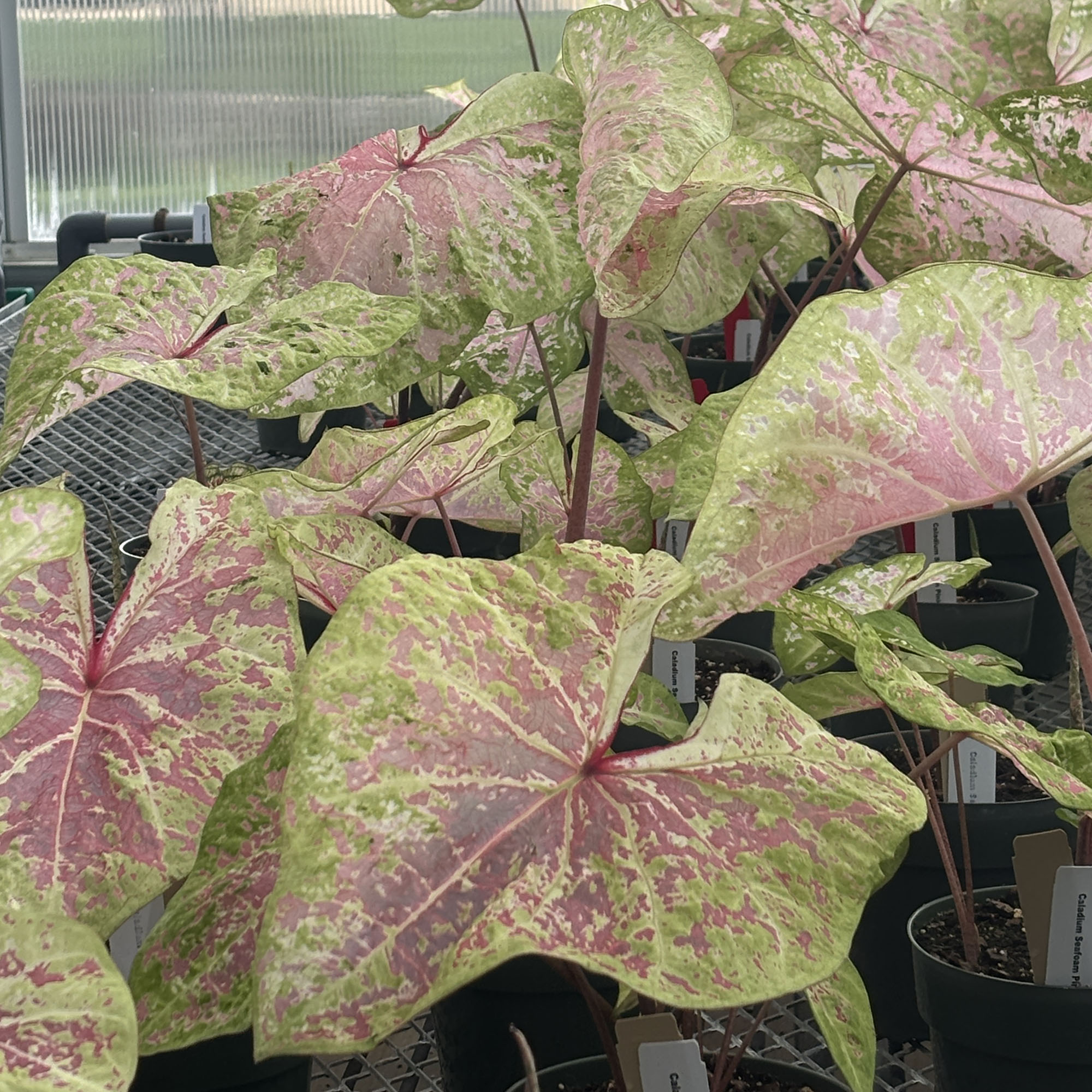Caladium (unknown cultivar) Seafoam Pink™