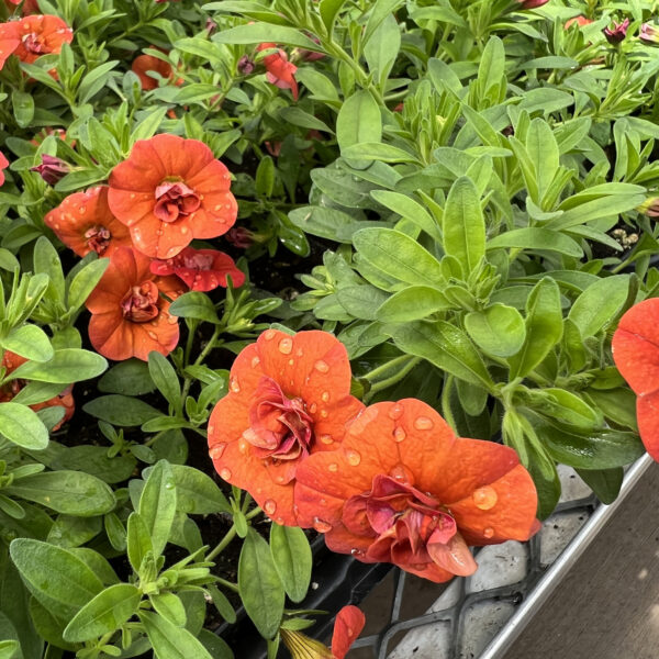 Calibrachoa 'KLECA20459' Superbells® Double Orange