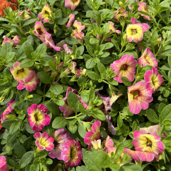 Calibrachoa Superbells Magic® Pink Lemonade