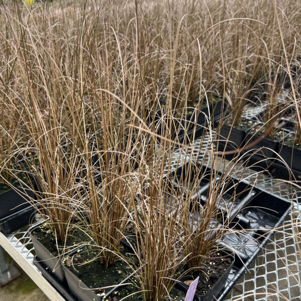 Carex buchananii 'Red Rooster' ColorGrass®
