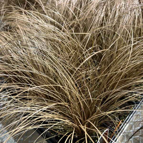 Carex flagellifera 'Toffee Twist' Graceful Grasses®