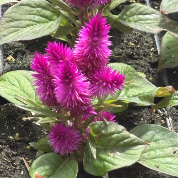 Celosia argentea 'Spitenz' Intenz™ Classic