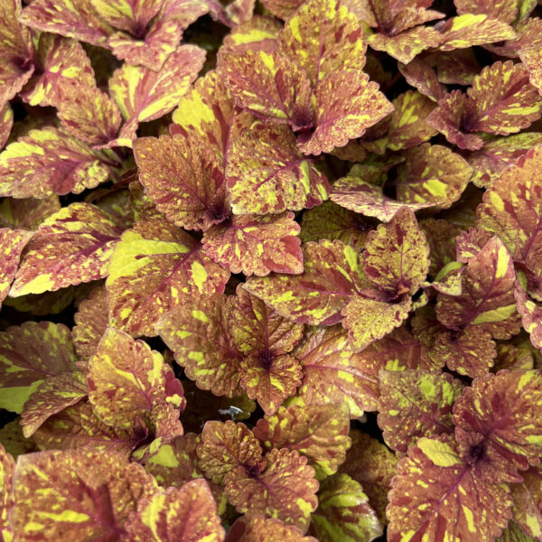 Coleus scutellarioides 'Balchargmia' ChargedUp™ Marb