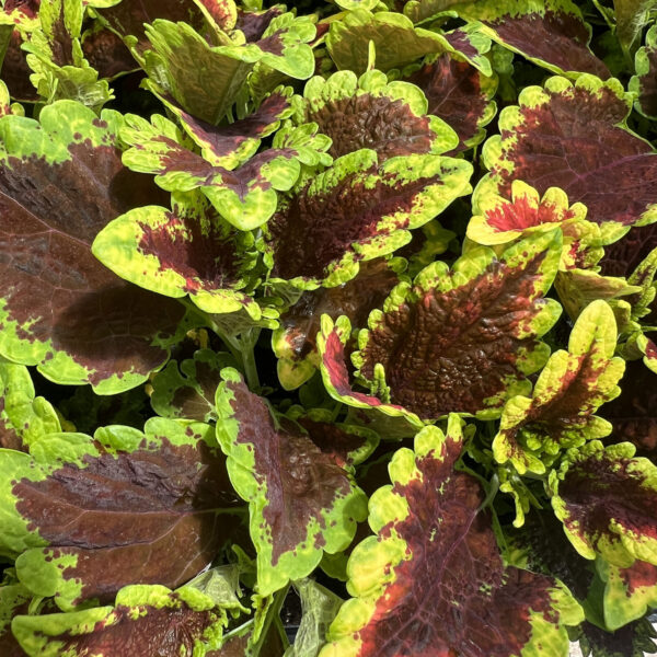 Coleus scutellarioides ColorBlaze® El Brighto