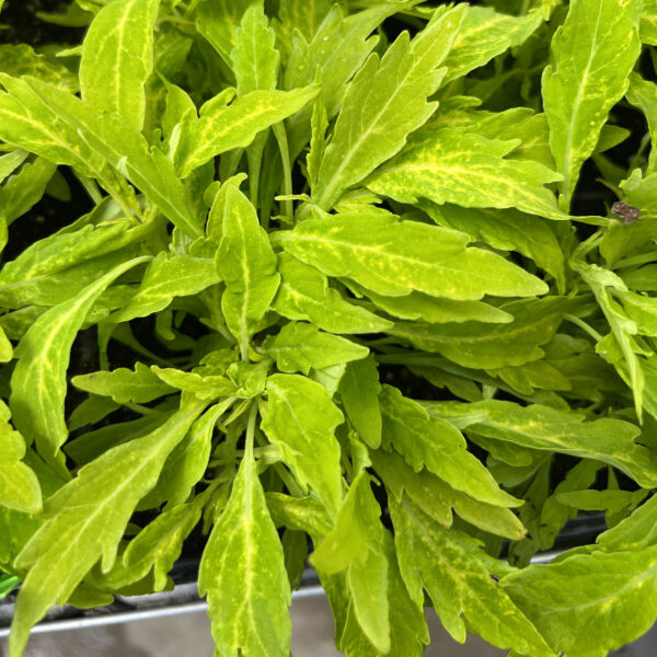Coleus scutellarioides FlameThrower™ Salsa Verde