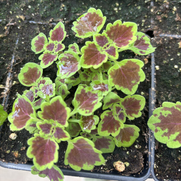 Coleus scutellarioides 'Kakegawa CE10' Burgundy