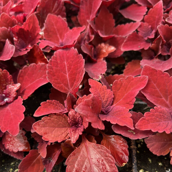 Coleus scutellarioides Main Street Beale Street