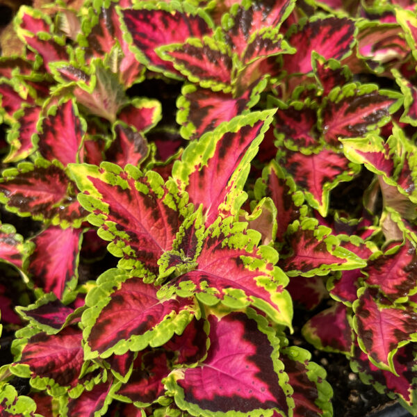 Coleus scutellarioides 'UF16-91-25' Heartbreaker