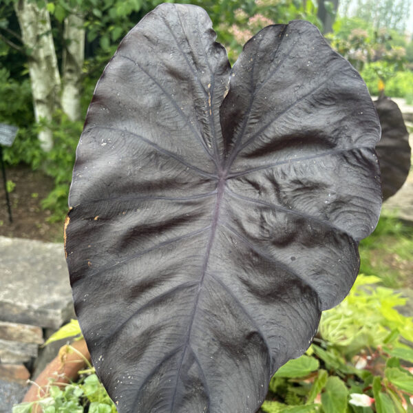 Colocasia esculenta ‘Corede’