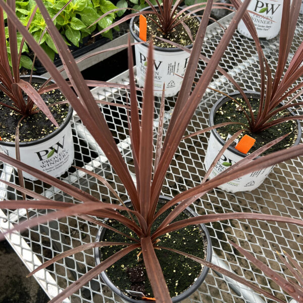 Cordyline australis 'Red Star'