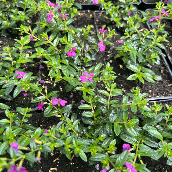 Cuphea hyssopifolia 'Wescuflodia' FloriGlory® Diana