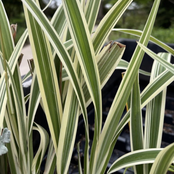 Dianella tasmanica 'Variegata'