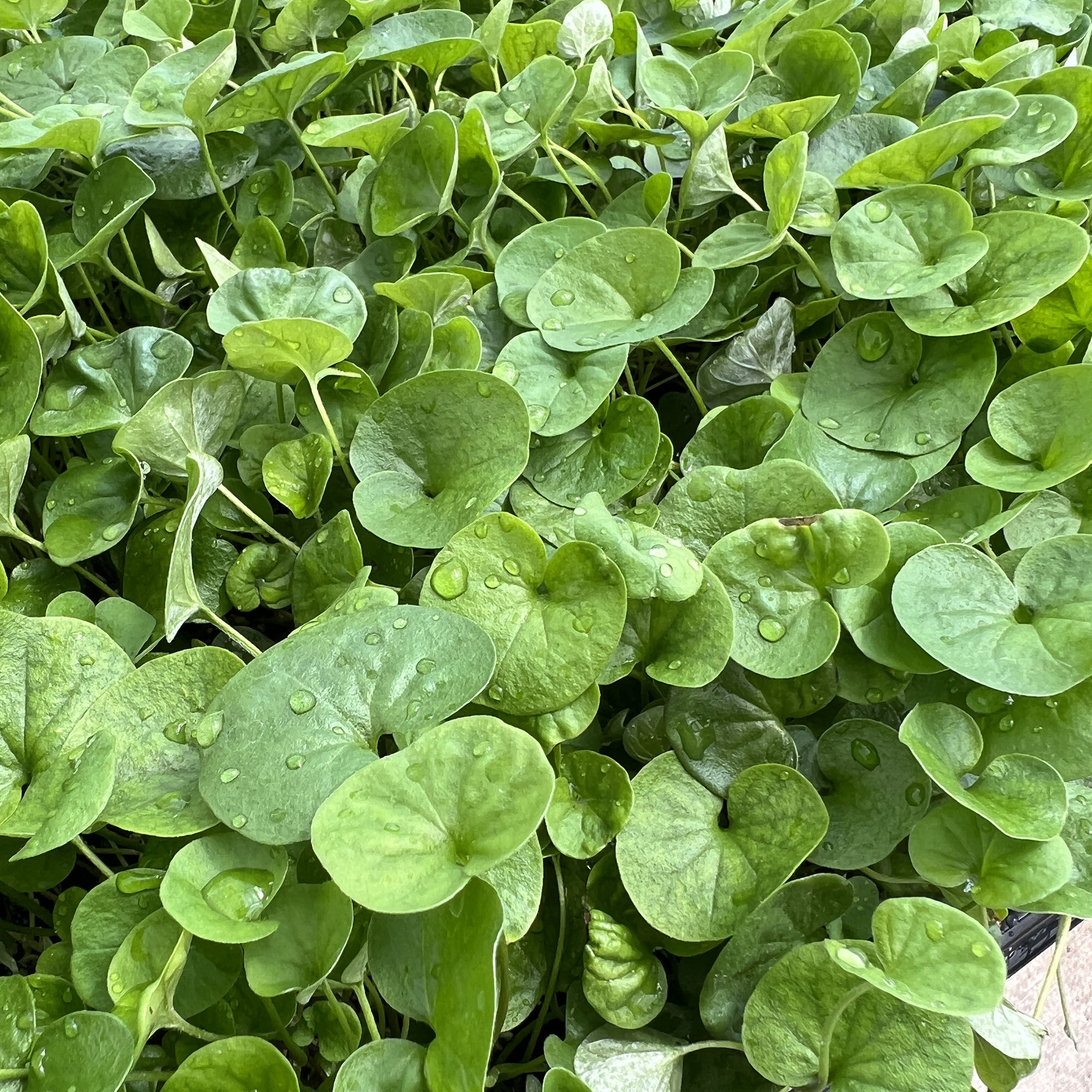 Dichondra argentea 'Emerald Falls'