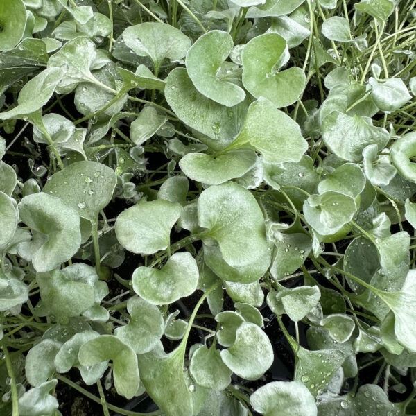 Dichondra argentea 'Silver Falls'