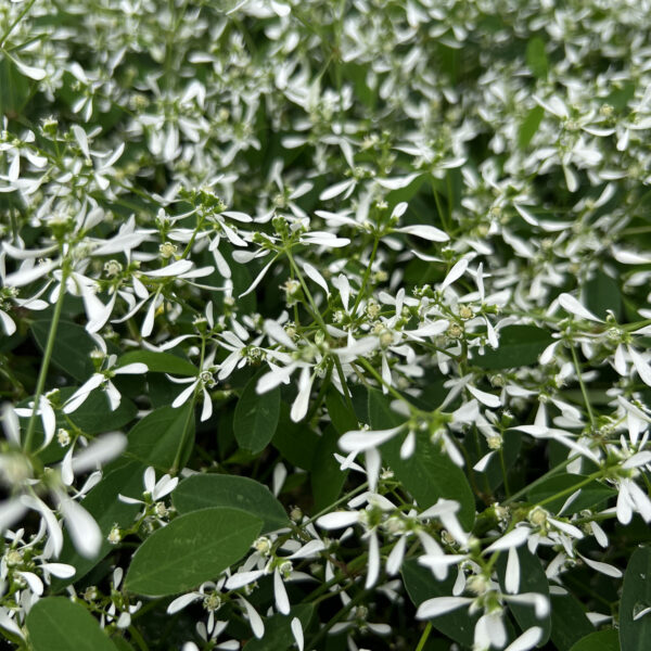 Euphorbia 'Inneuphdia' Diamond Frost®