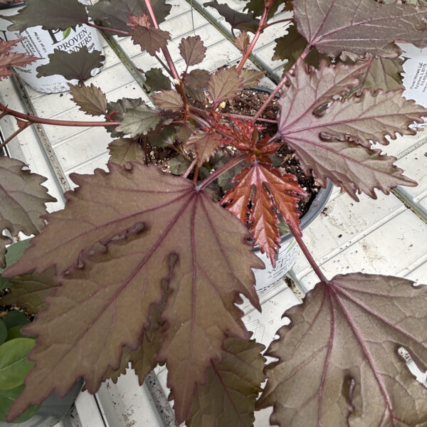 Hibiscus acetosella 'Mahogany Splendor'
