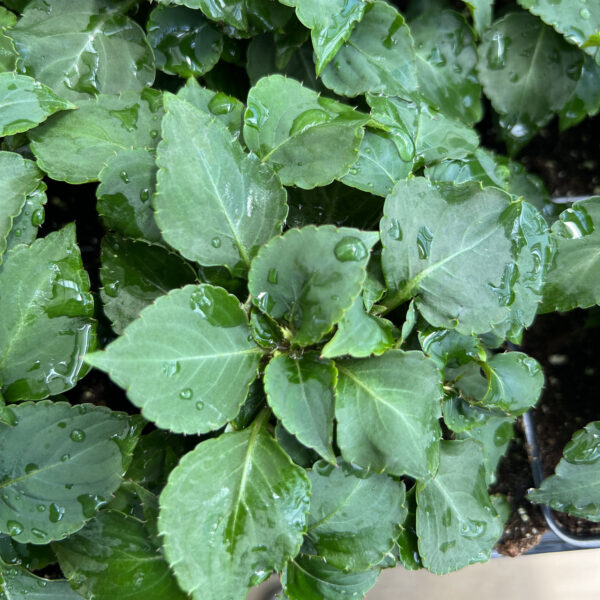 Impatiens walleriana ‘BALFIEPRIM’ ROCKAPULCO® Purple