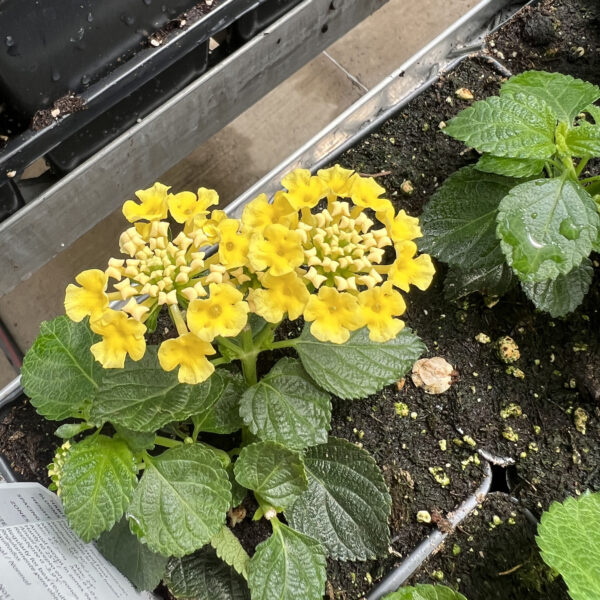 Lantana camara 'Ballany177' Luscious® Citron™