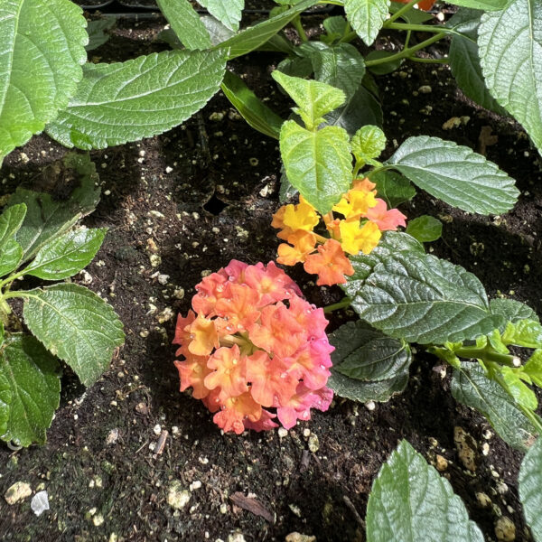 Lantana camara 'LAN 876' Luscious® Berry Blend™