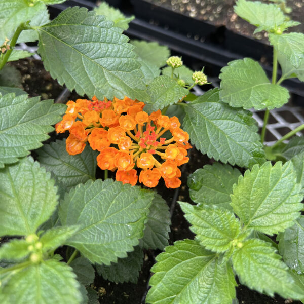 Lantana camara ‘G12166’ Luscious® Marmalade