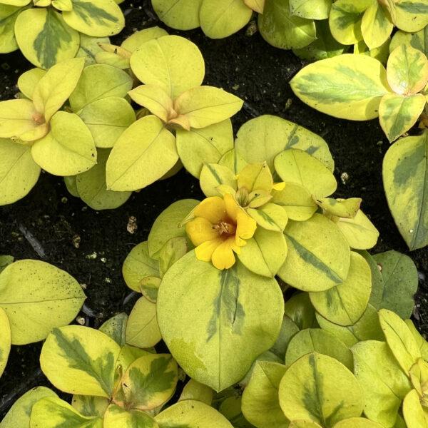 Lysimachia congestiflora WAIKIKI SUNSET