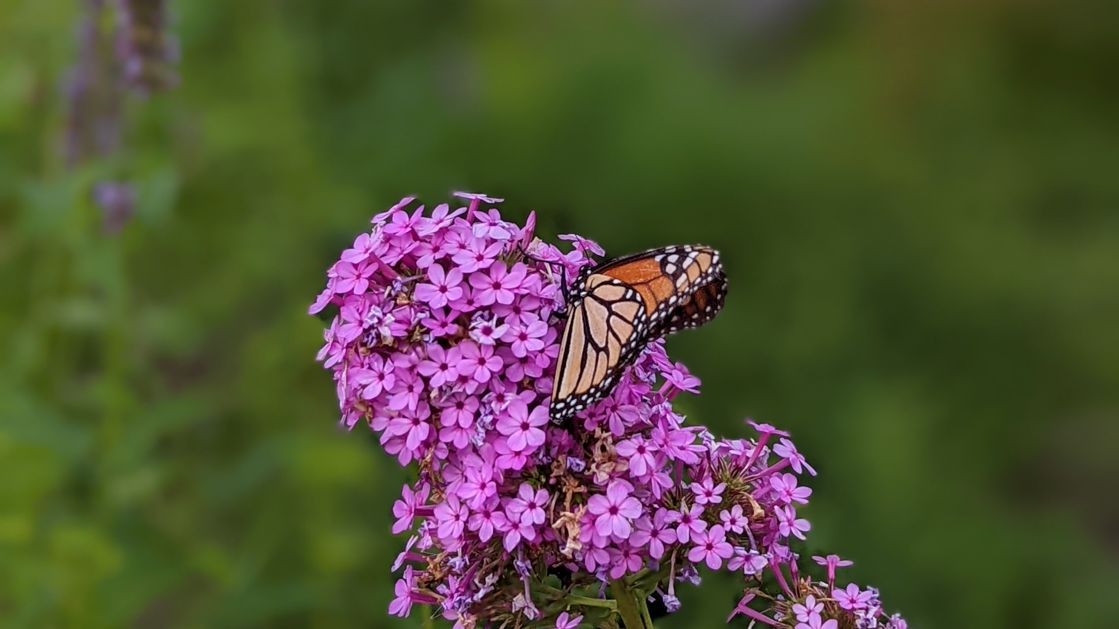 Monarch butterfly on a purple flower
