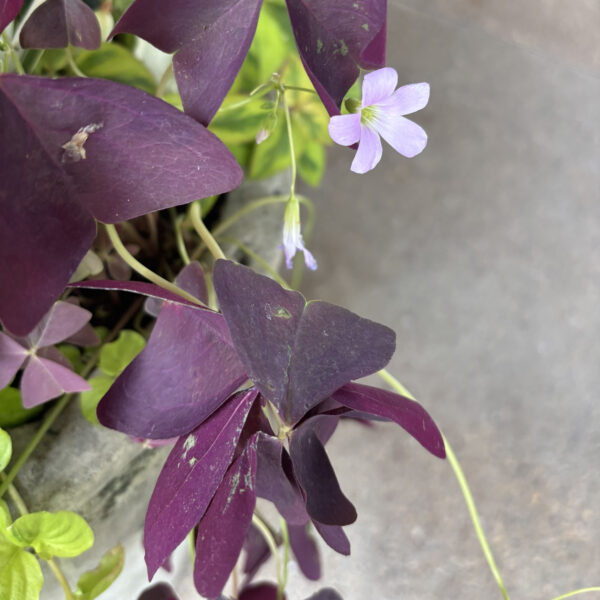 Oxalis triangularis subsp. papilionacea 'Jroxburwi' Charmed® Wine