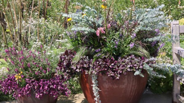 Summer Planter in PBG 2024