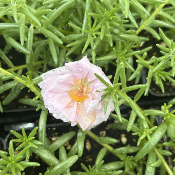 Portulaca grandiflora 'Sundial Pink'