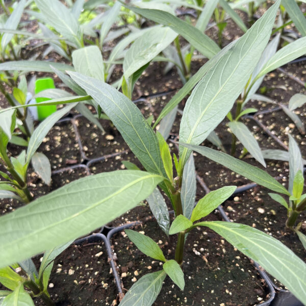 Ruellia simplex 'Purple Showers'