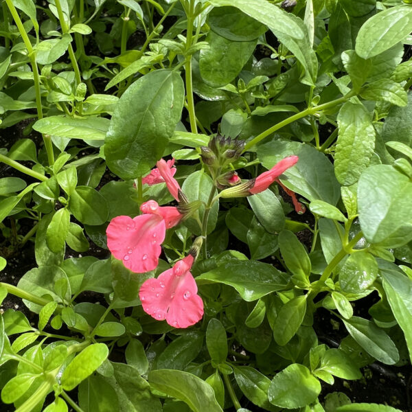 Salvia greggii 'Balmirsal' Mirage™ Salmon