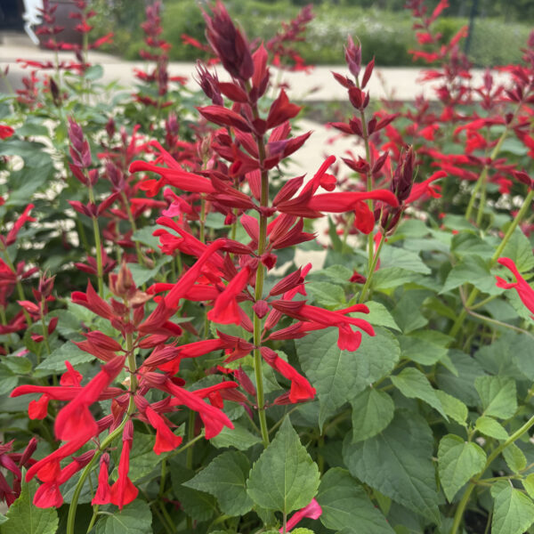 Salvia splendens× darcyi 'Roman Red' BLOOM