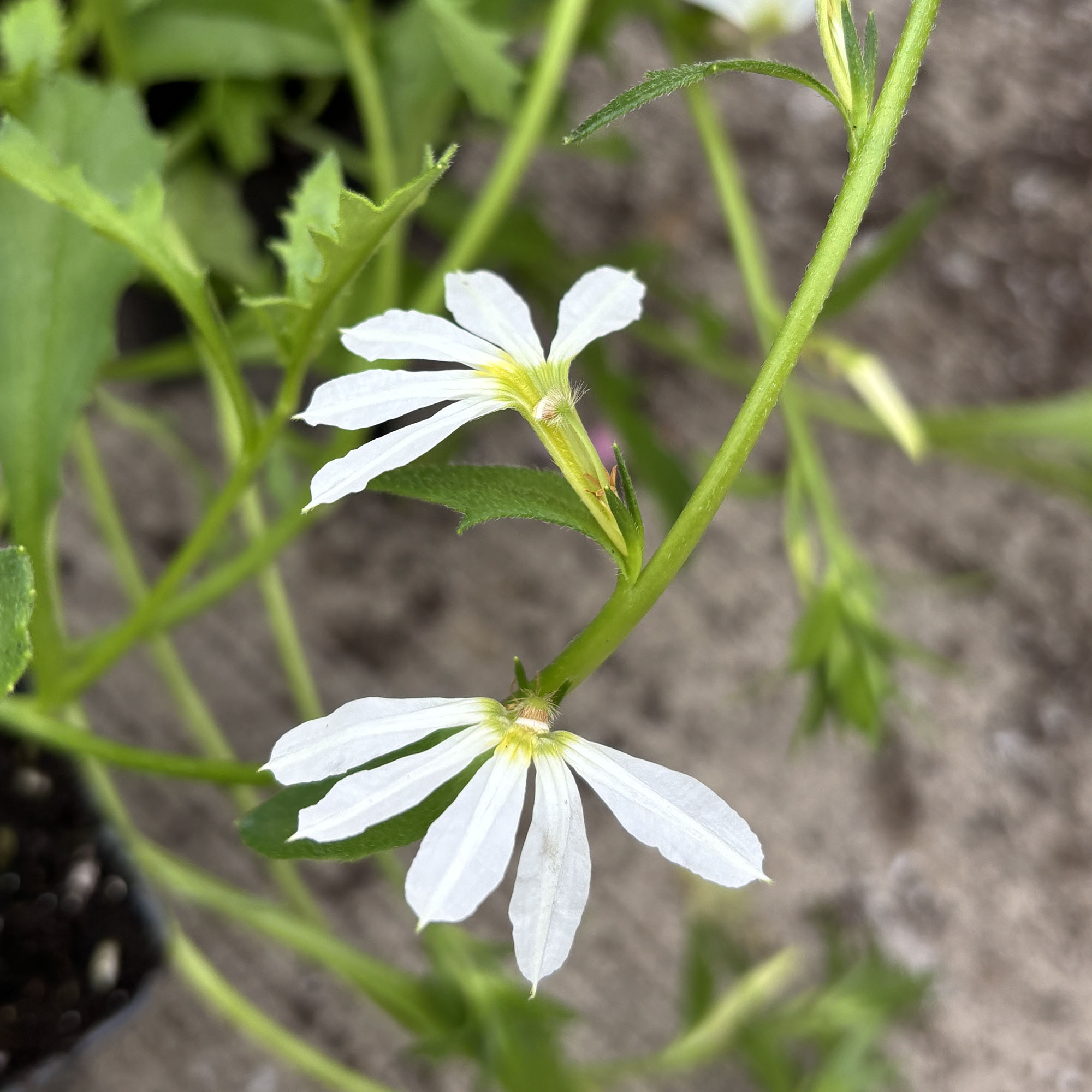 Scaevola aemula 'Bomy Whit' Whirlwind® White