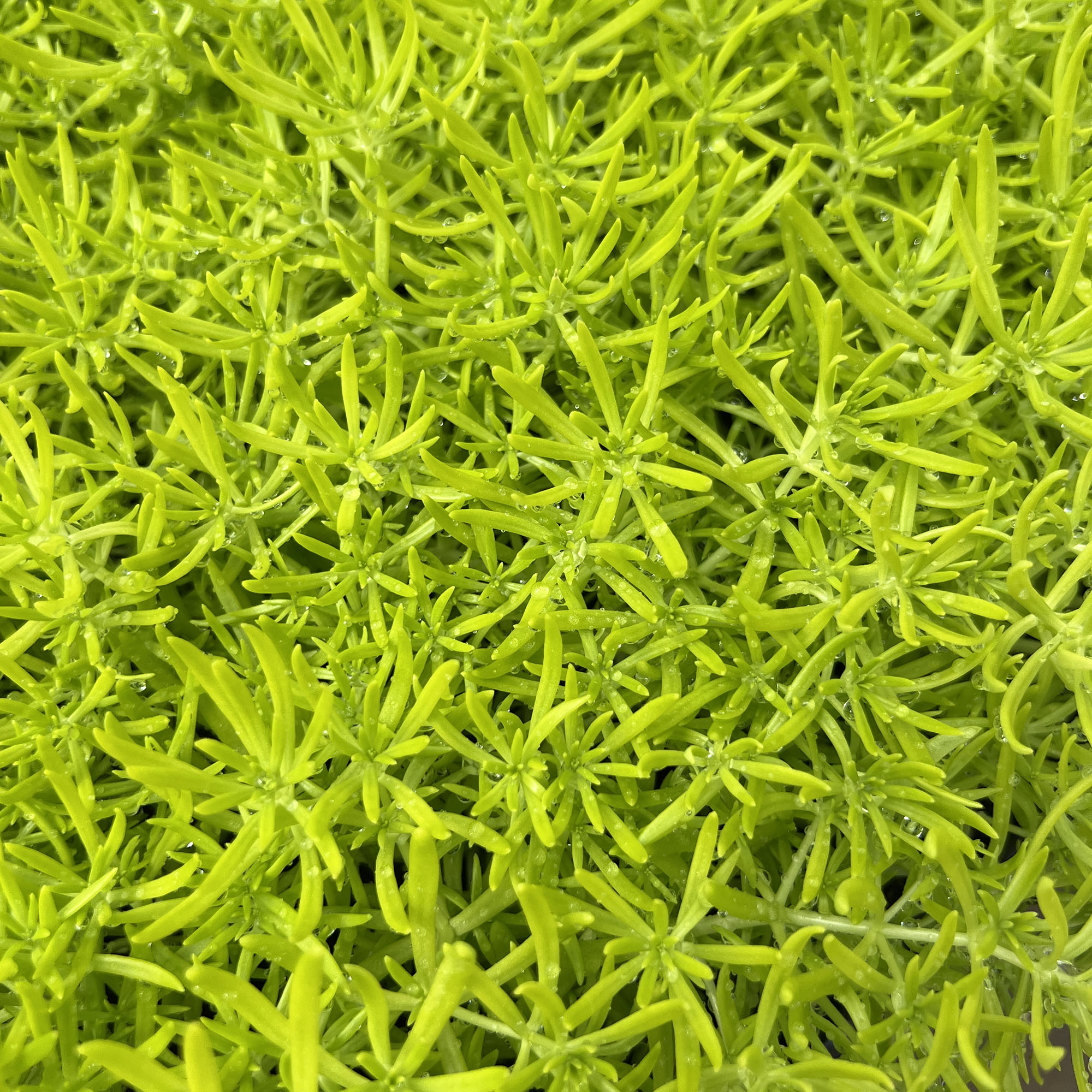 Sedum spp. (stonecrop)