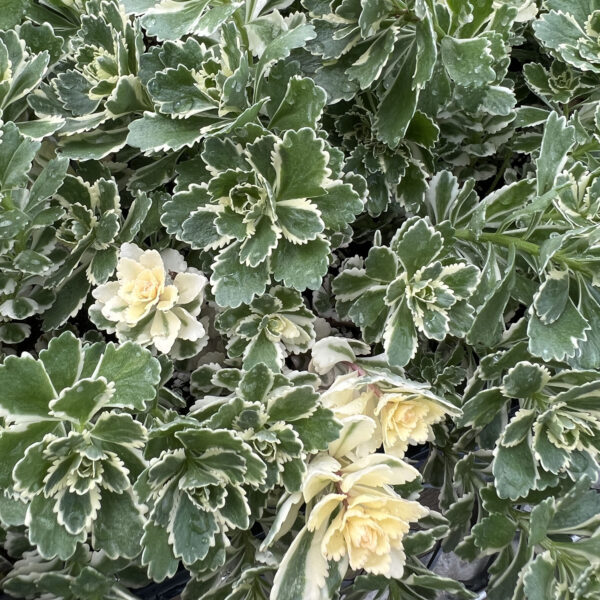 Sedum takesimense 'Nonsitnal' Atlantis®